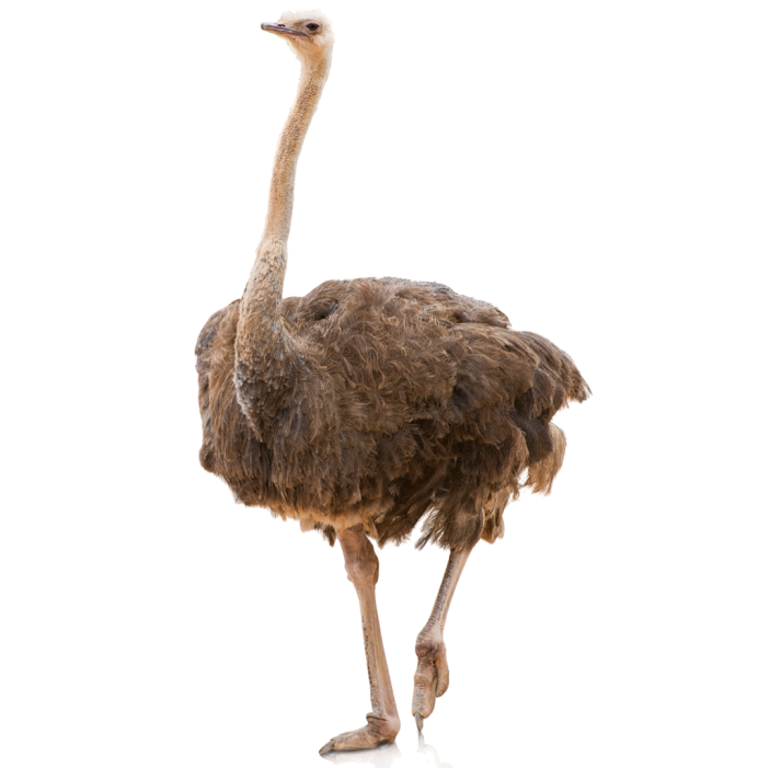 Ostrich на белом фоне