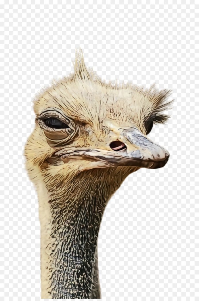 Страус на белом фоне