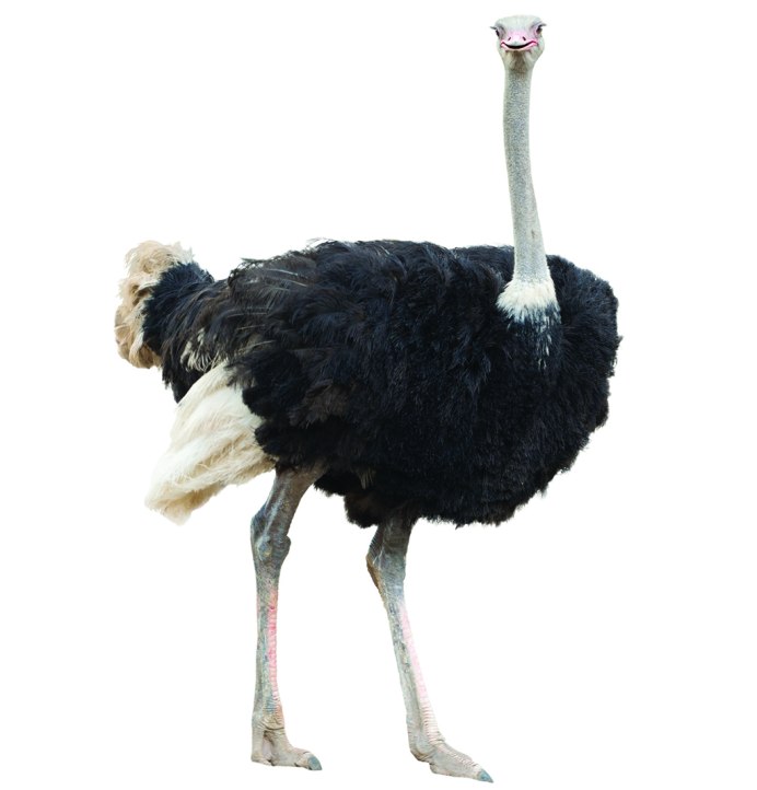 Африканский страус на белом фоне