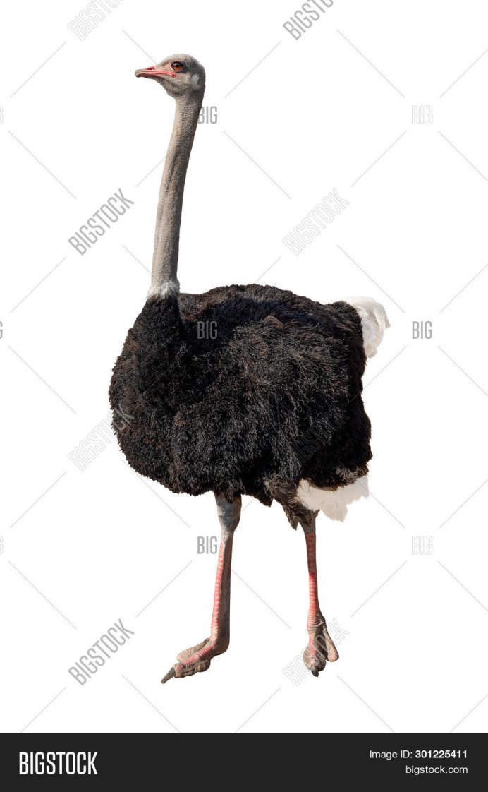 Африканский страус на белом фоне