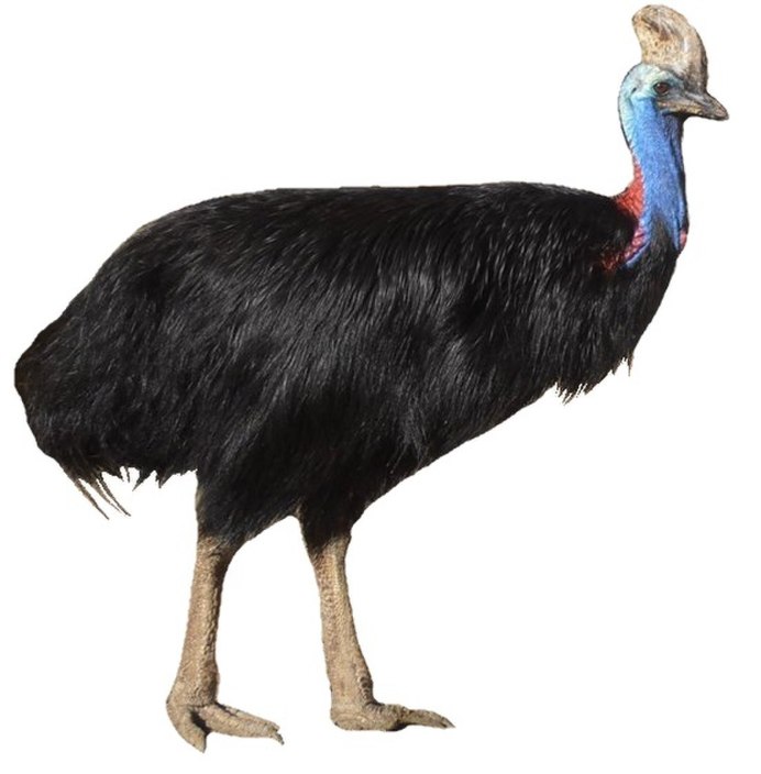 Страус голова PNG