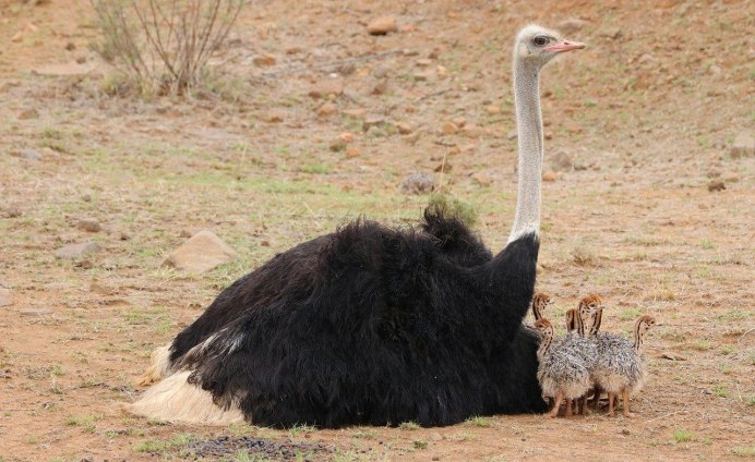 Baby Ostrich