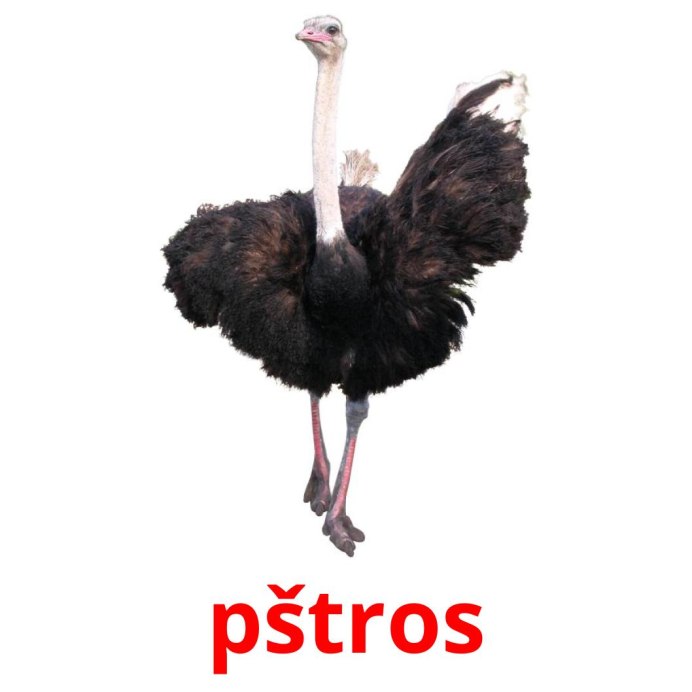 Нелетающая птица в Южной Америке