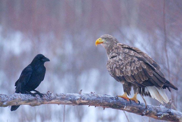 Сокол и ворон