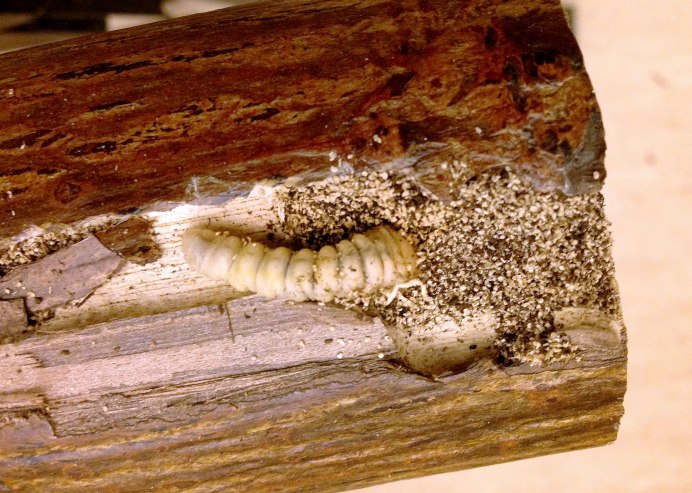 Hylotrupes bajulus