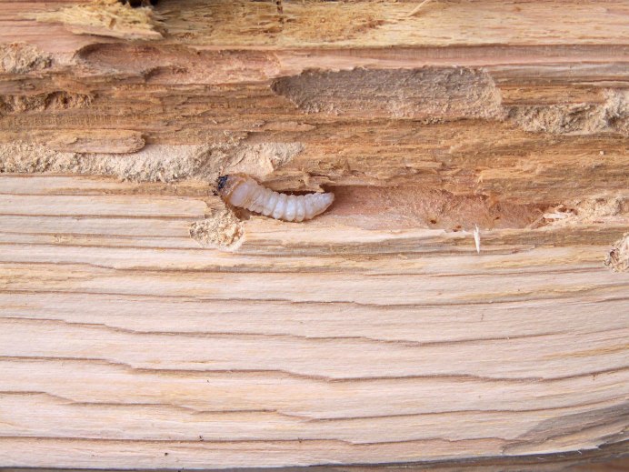 Woodworm. In a Hotel