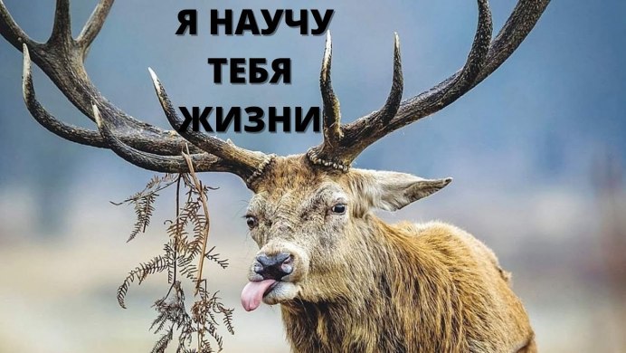 Ирландский большерогий олень