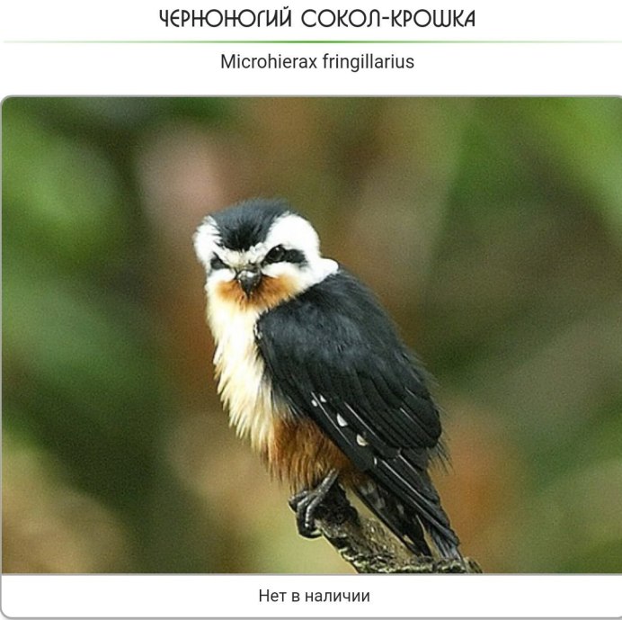 Дневные хищники птицы