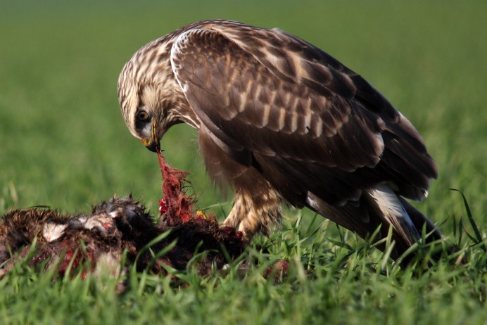 Тетеревятник (Accipiter gentilis)