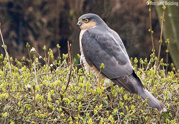 Saker Falcon