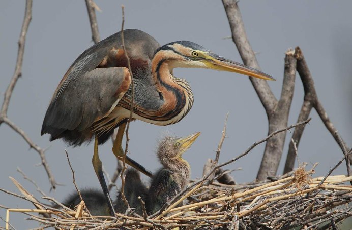 Африка́нский клюва́ч (Mycteria ibis),