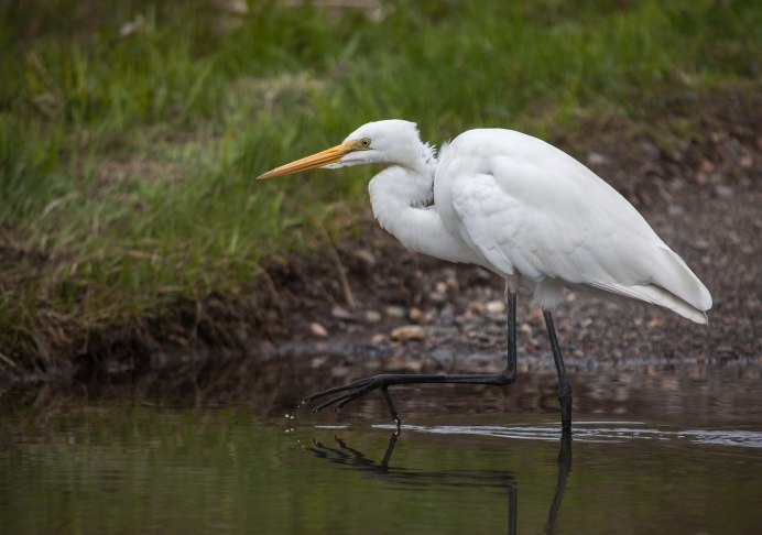 Egretta novaehollandiae