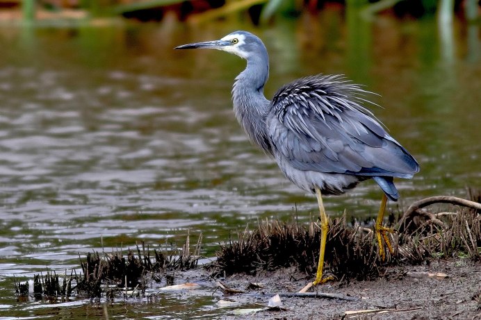 Африка́нский клюва́ч (Mycteria ibis),