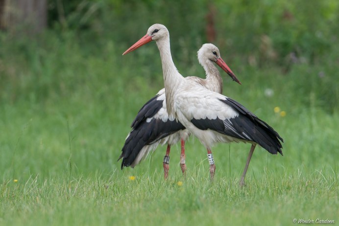 Белый Аист (Ciconia Ciconia)