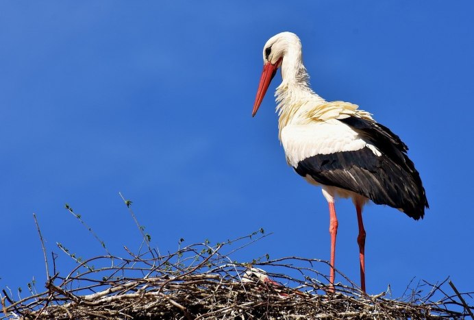 Great Blue Heron птица