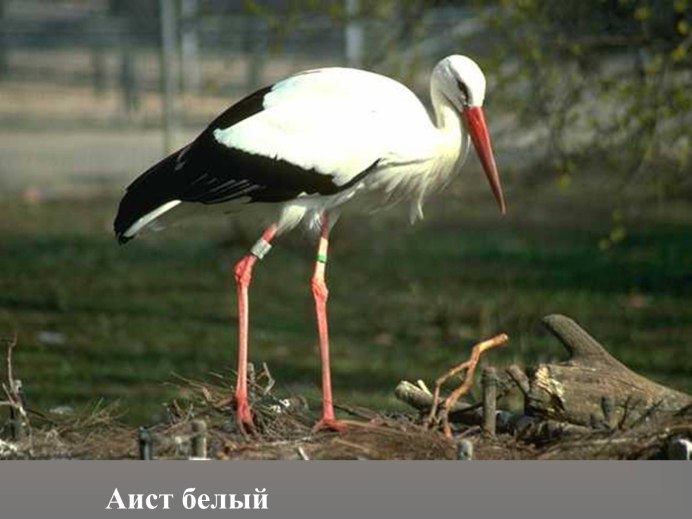 Серая цапля