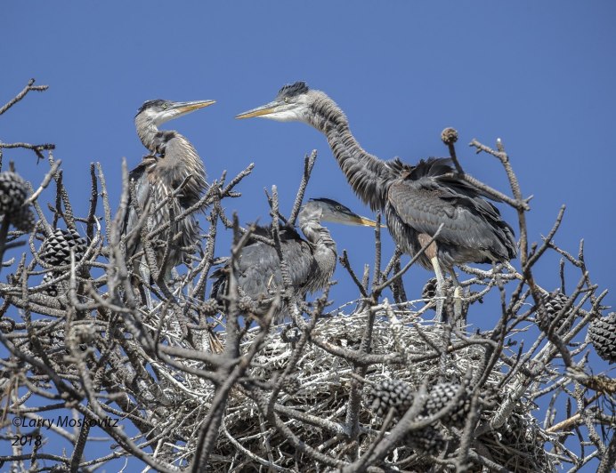 Птица Ardea cinerea