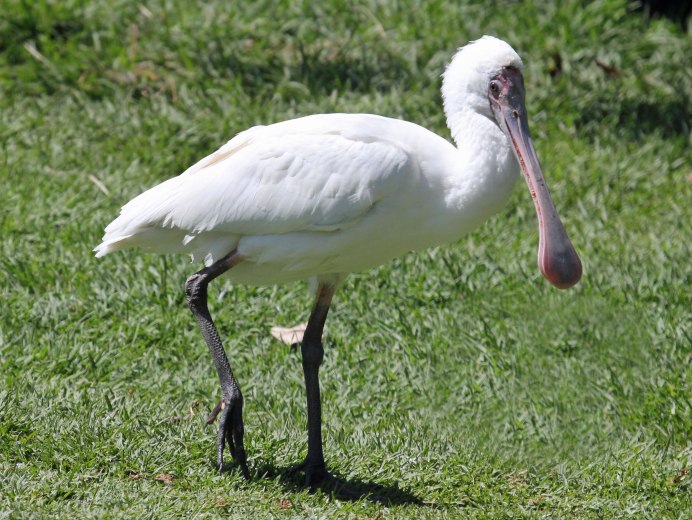 Белый Аист (Ciconia Ciconia)
