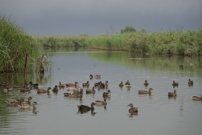 Водоплавающих птиц кубани