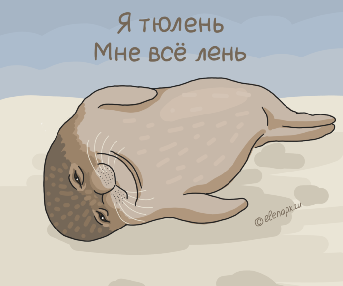 Тюлень на пляже