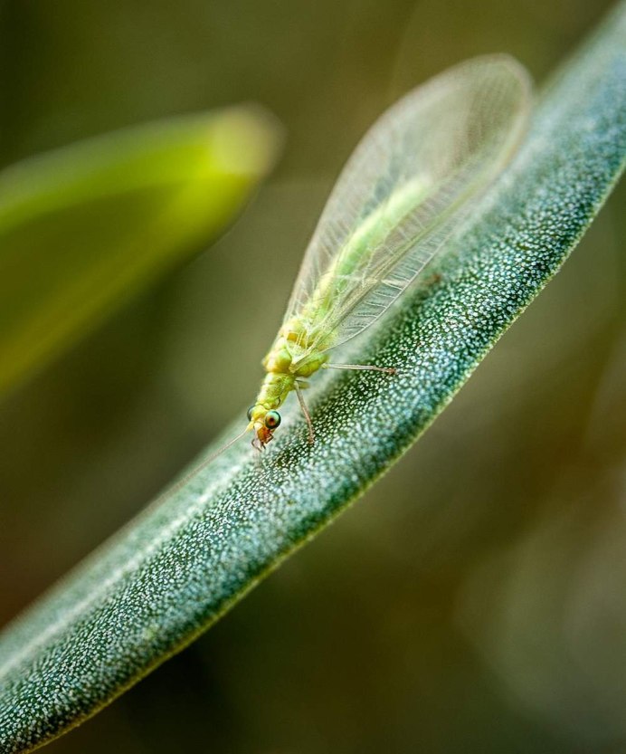 Chlorops pumilionis