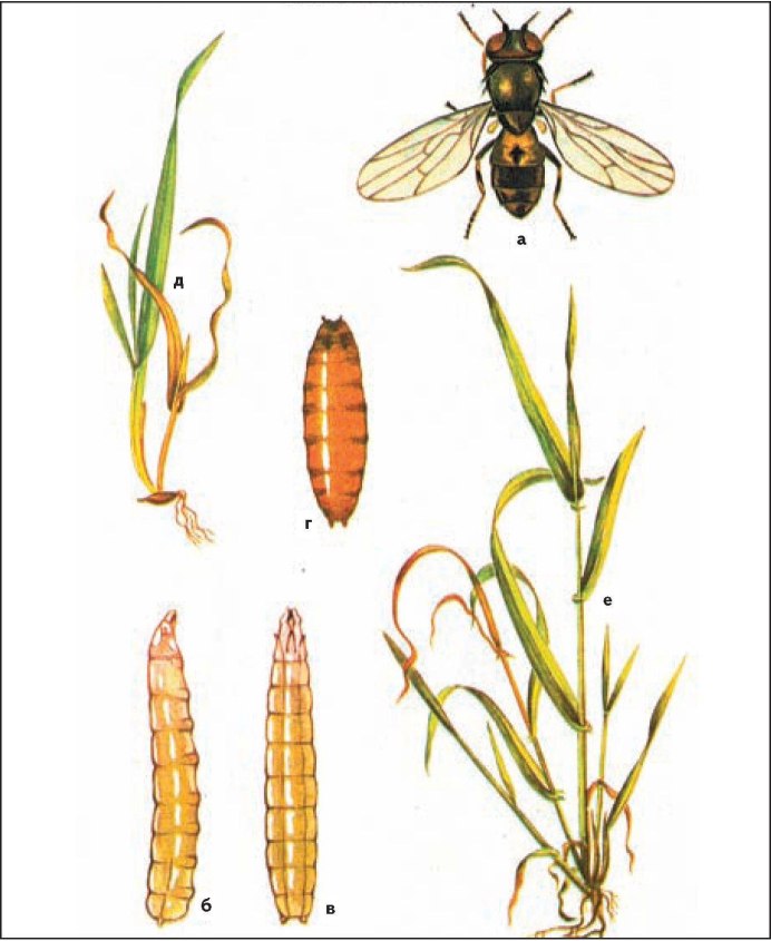 Шведская Муха, (Oscinella pusilla MG.)