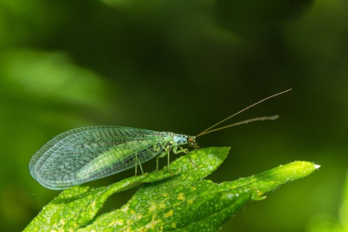 Chrysoperla личинка