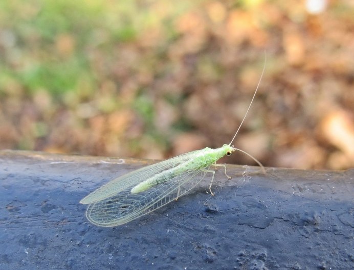 Chrysopidae (златоглазка)