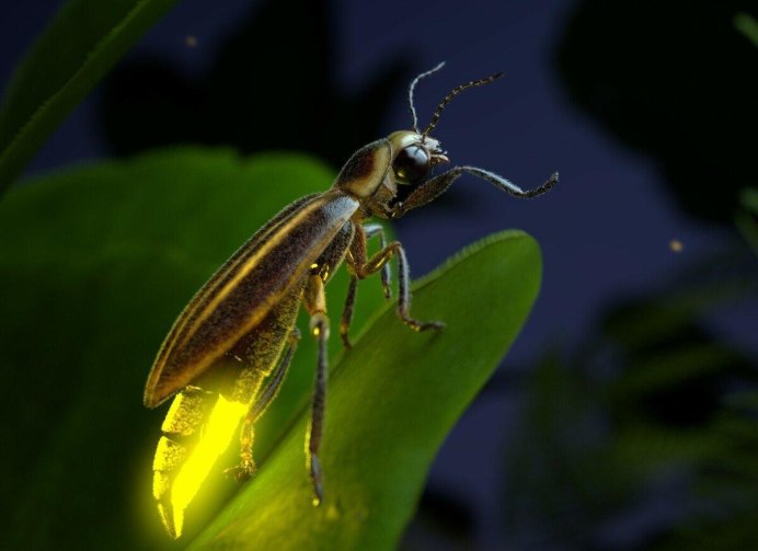 Шведская Муха, (Oscinella pusilla MG.)