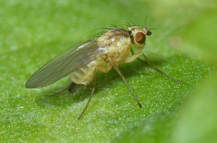 Chloropidae Wings