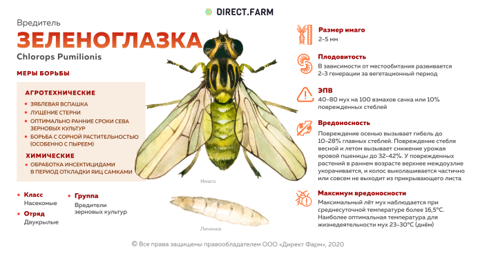 Обыкновенная зеленоглазка