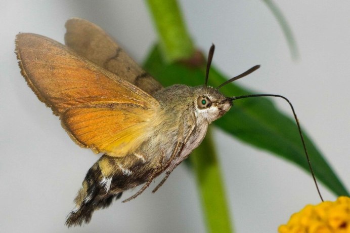 Mantispa styriaca