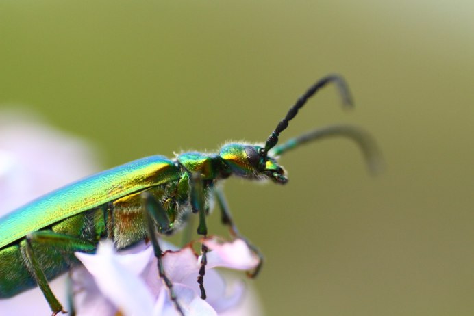 Chlorops pumilionis