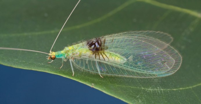 Тля Гороховая (Acyrthosiphon Pisum