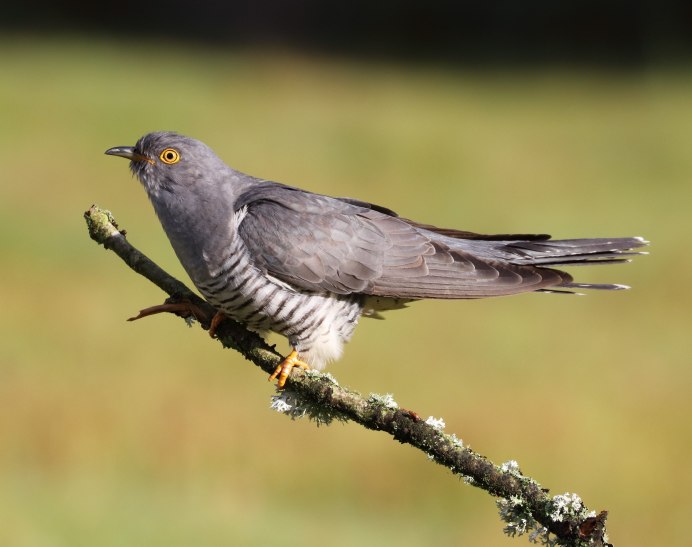 Птица Cuculus canorus