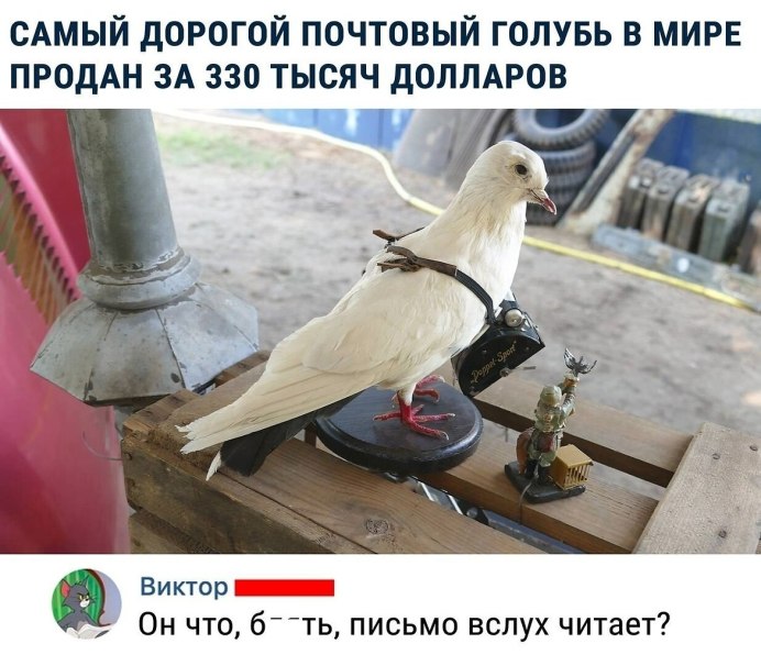 Самые дорогие голуби в мире