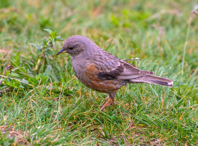 Prunella collaris