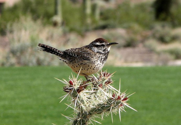 Campylorhynchus brunneicapillus