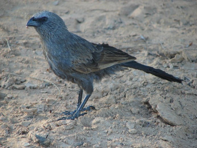 Struthidea cinerea (Апостол)
