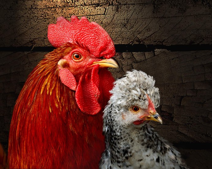 Люйкенданзи куры