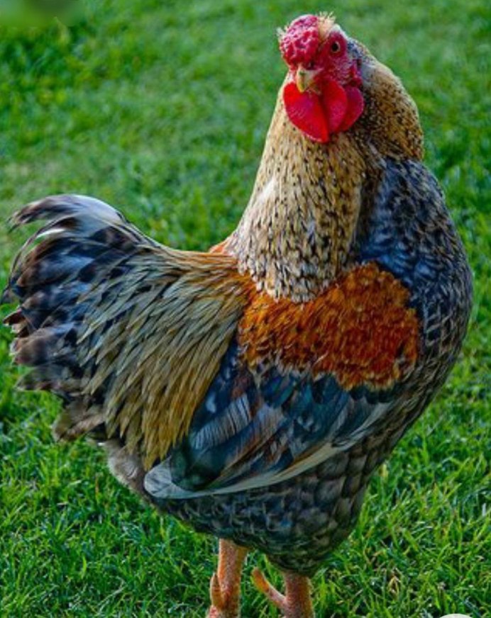 Куры Белореченские порода