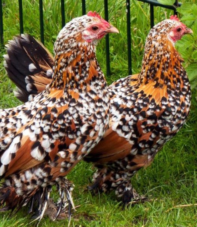 Бельгийская бородатая бентамка