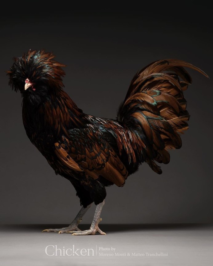 Феникс (порода кур)