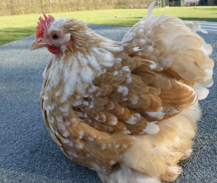 Несушка и декоративная Курочка