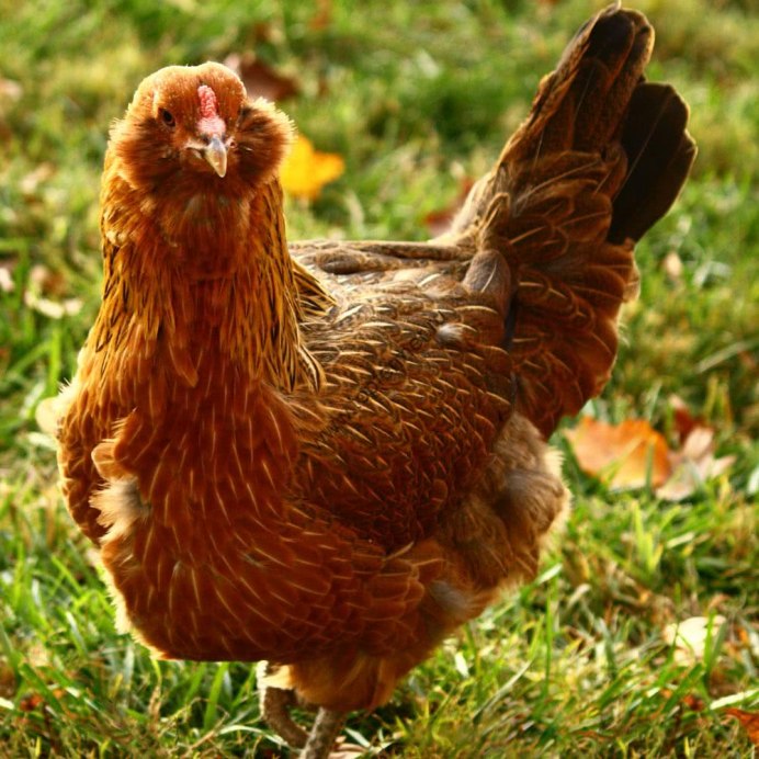 Порода кур Сибрайт золотой