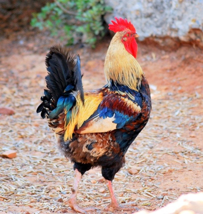 Bantam петух карликовый