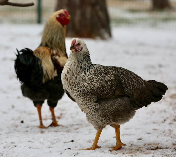 Куры несушки Доминант Триколор