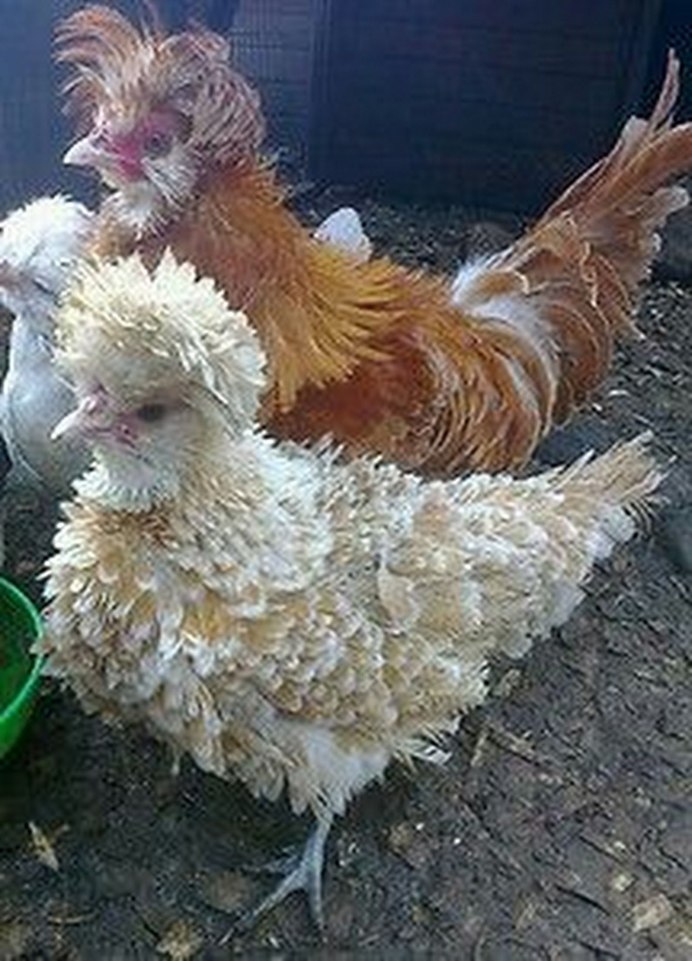 Куры курчавой породы