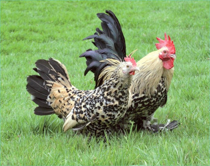 Куры Аппенцеллер шпицхаубен