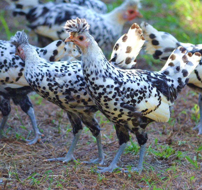 Пекинская бентамка